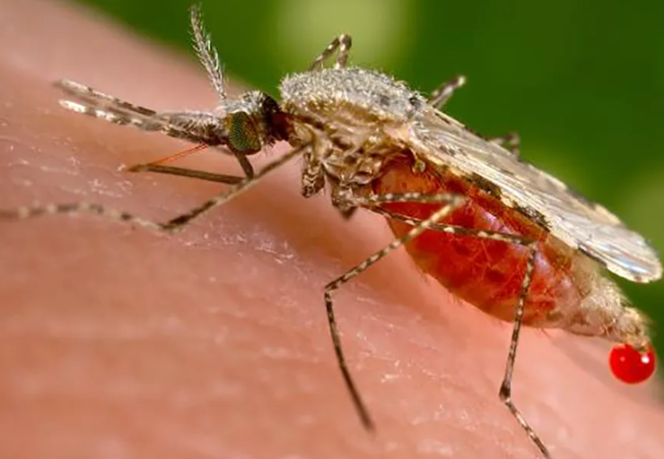 Роспотребнадзор: малярия – болезнь для России привозная