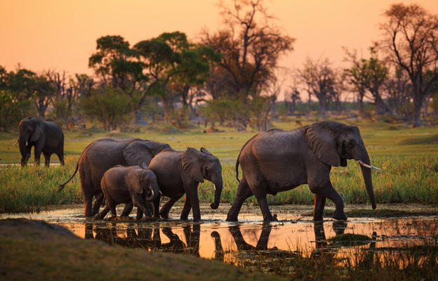 Президент Ботсваны угрожает отправить в Германию 20 тысяч слонов
