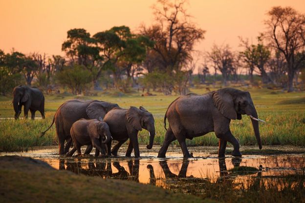 Президент Ботсваны угрожает отправить в Германию 20 тысяч слонов